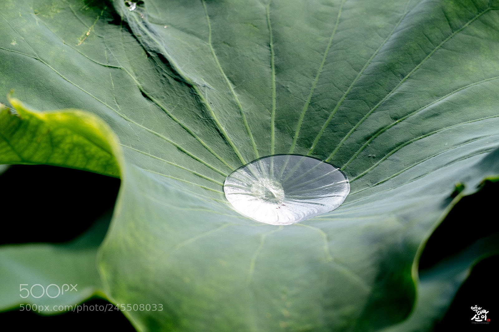 Fujifilm X-T2 sample photo. Rain drop photography