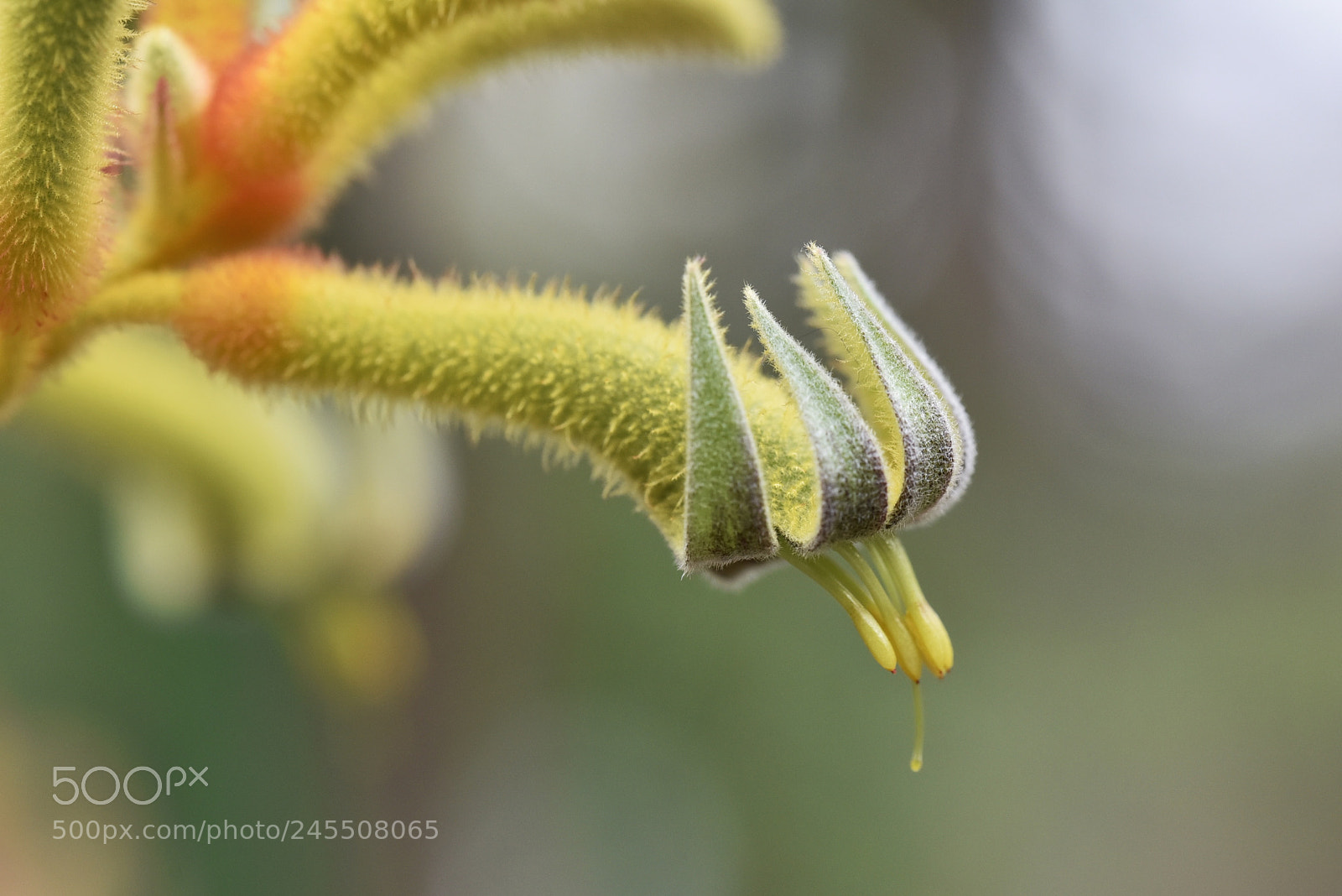 Nikon D810 sample photo. Flower photography