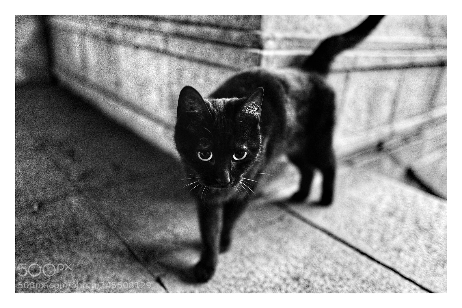 Leica Q (Typ 116) sample photo. Cat. photography