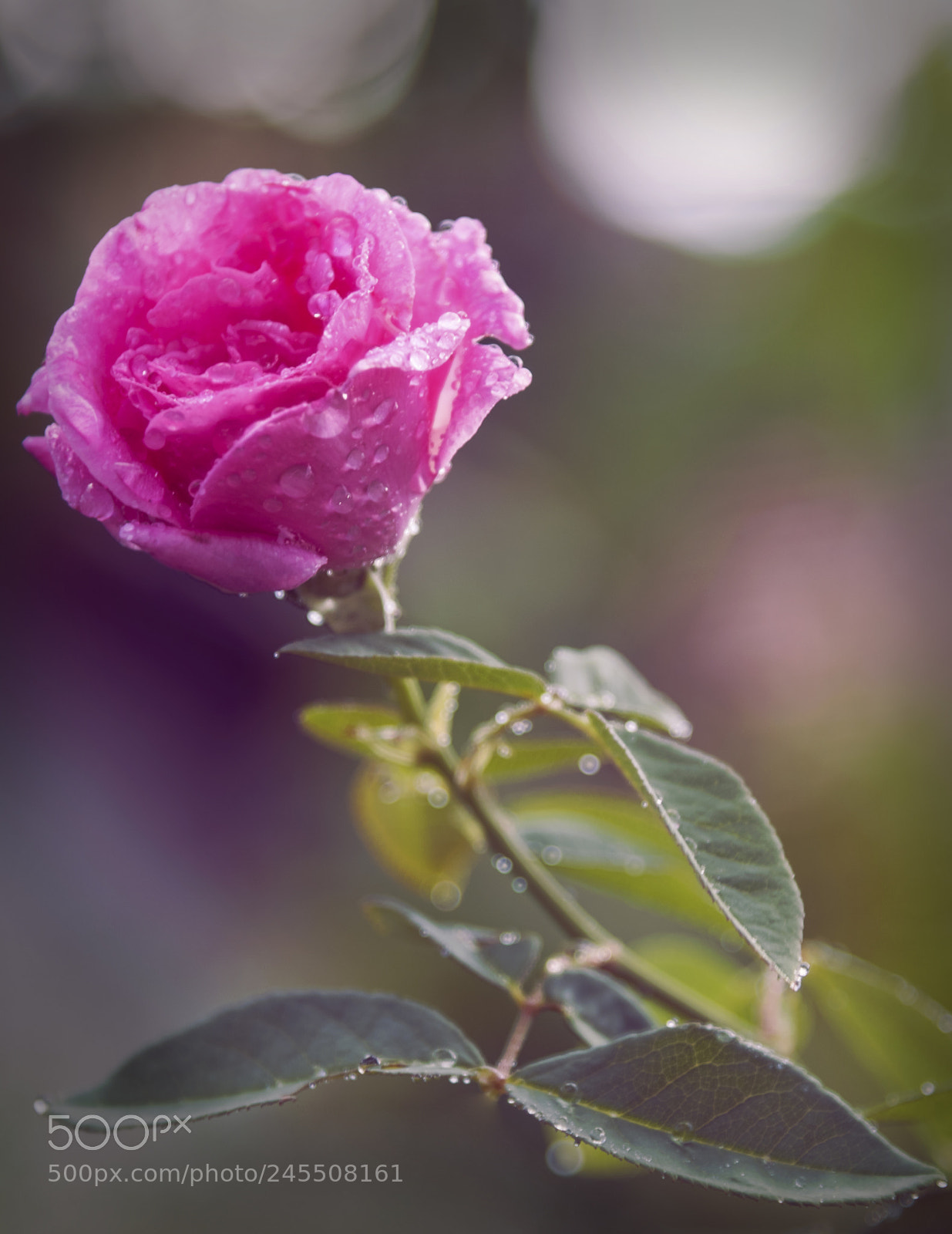 Nikon D810 sample photo. Bulgarian rose photography