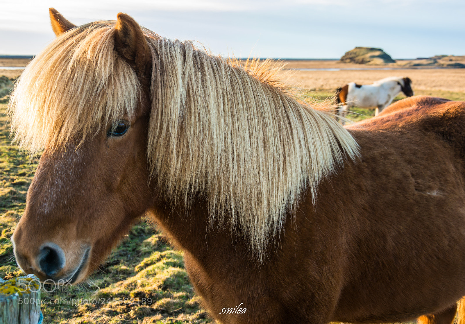 Nikon D7100 sample photo. Icelandic horse photography