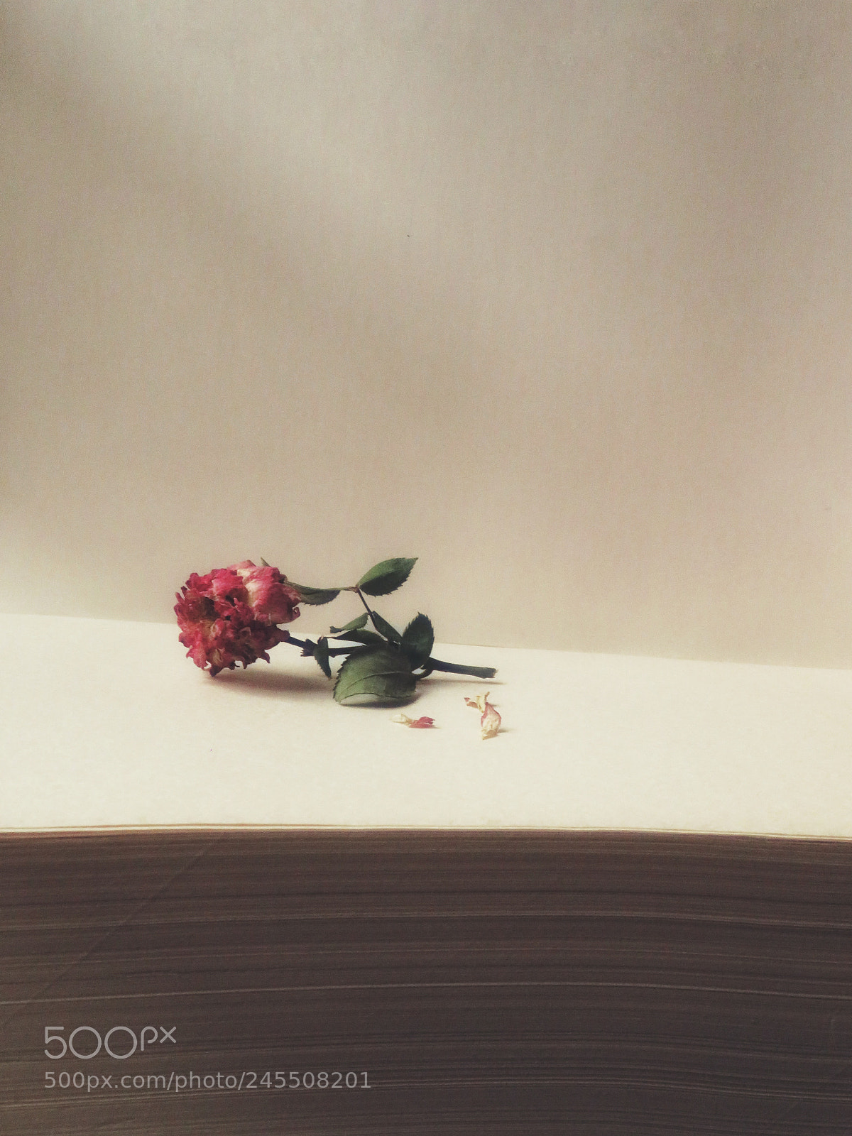 Canon PowerShot SX540 HS sample photo. Book rest photography