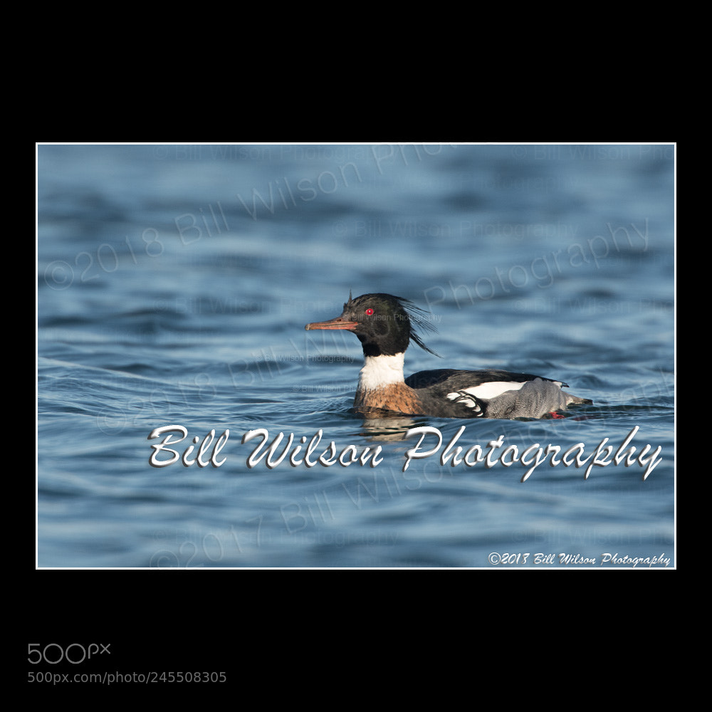 Nikon D500 sample photo. Red breasted merganser photography