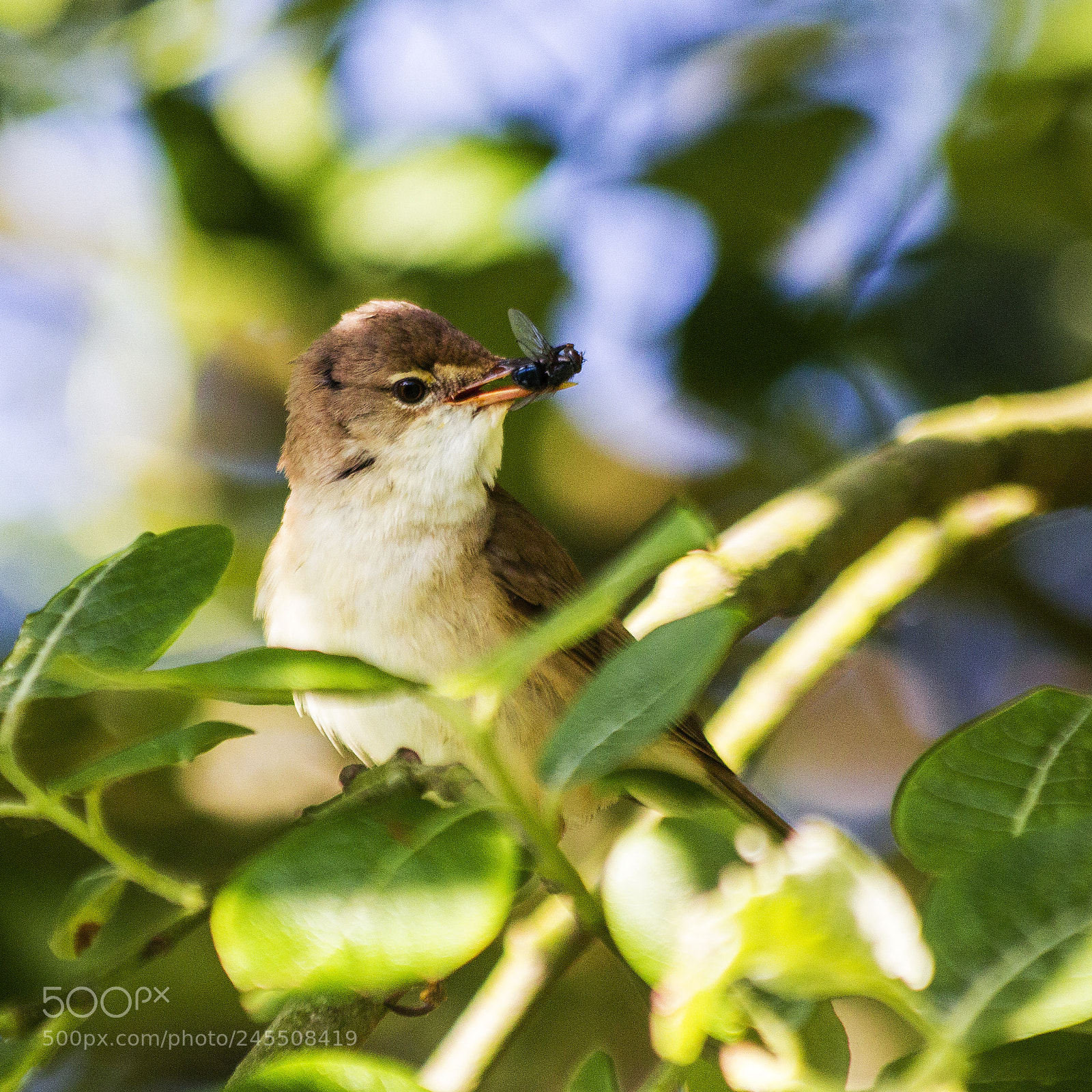 Canon EOS 550D (EOS Rebel T2i / EOS Kiss X4) sample photo. Reed warbler acrocephalus scirpaceus photography