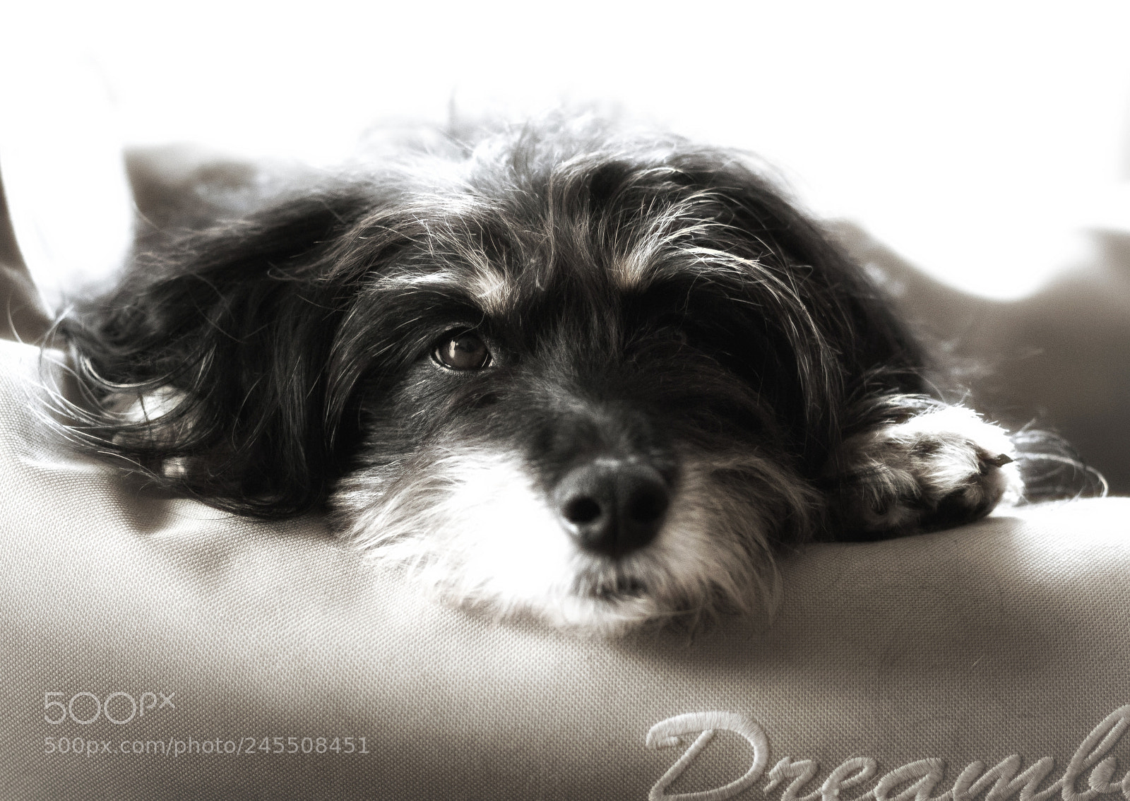 Canon EOS 700D (EOS Rebel T5i / EOS Kiss X7i) sample photo. Kimba our sweetheart photography