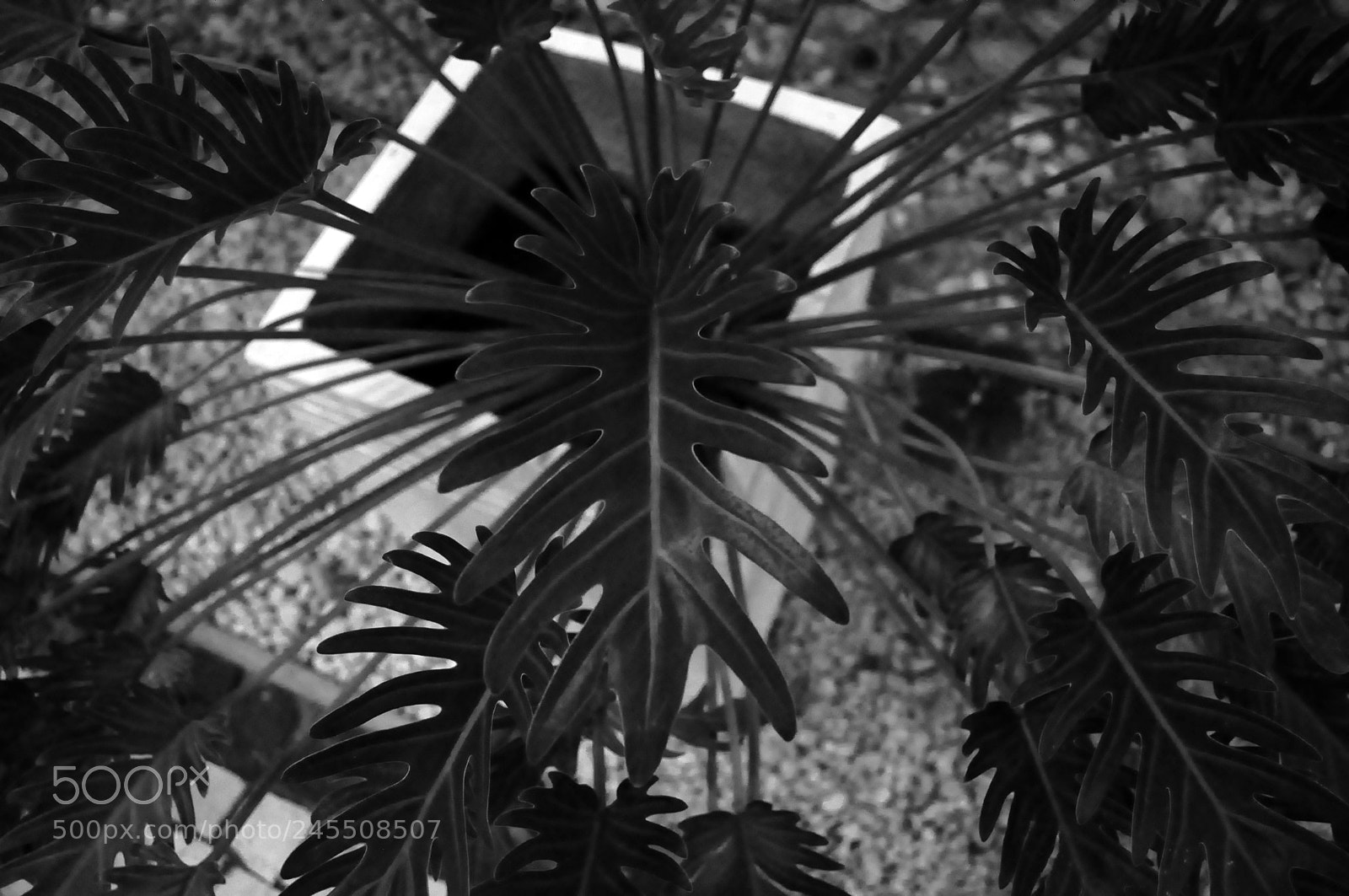Nikon D90 sample photo. 2015-10-16 05.19.37.jpg photography