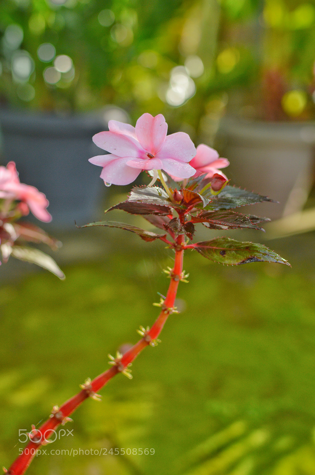 Nikon D3200 sample photo. Dsc_0186-01.jpeg photography