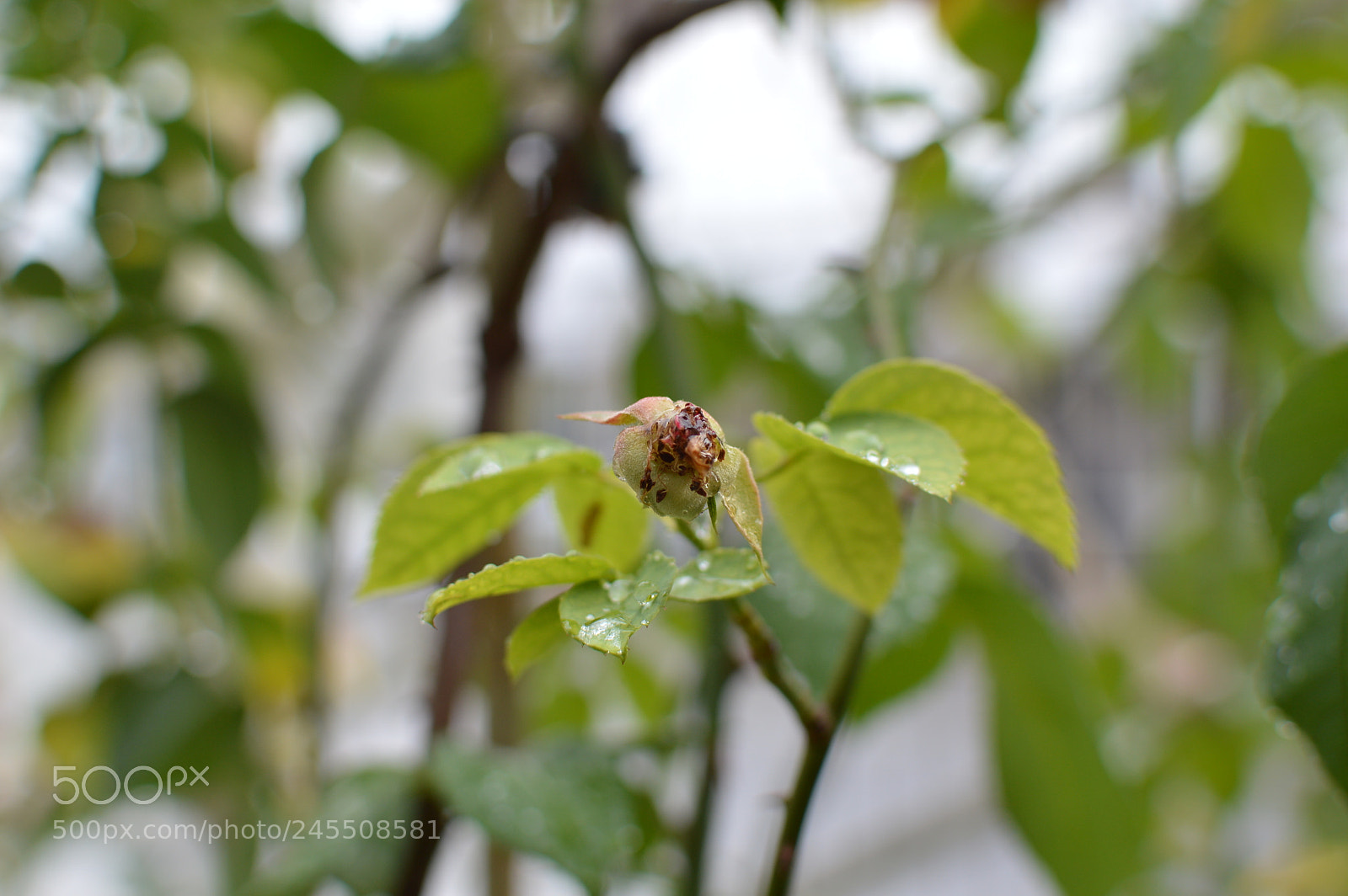 Nikon AF-S DX Nikkor 35mm F1.8G sample photo. Dsc photography