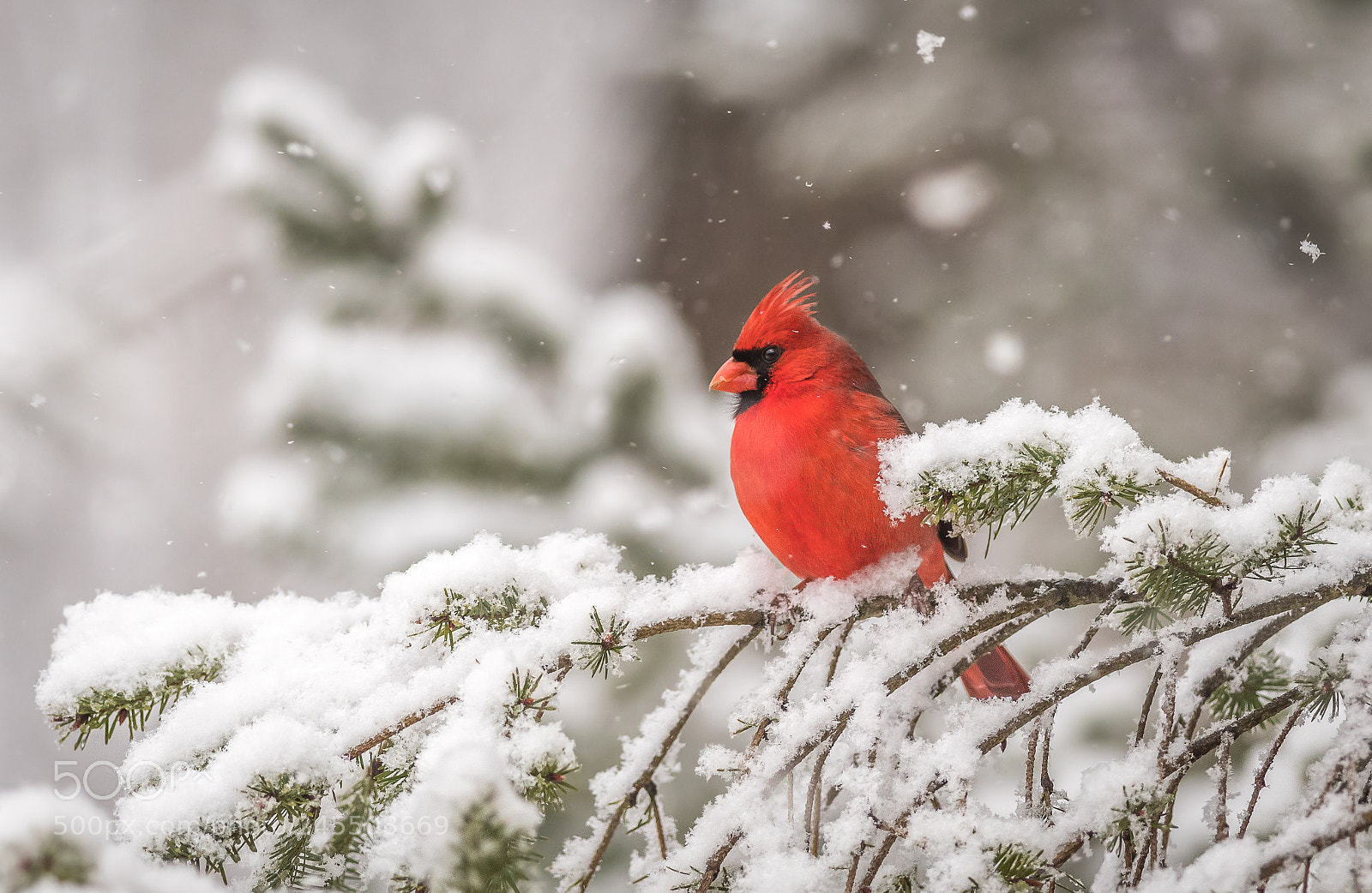 Nikon D500 sample photo. A winter cardinal photography