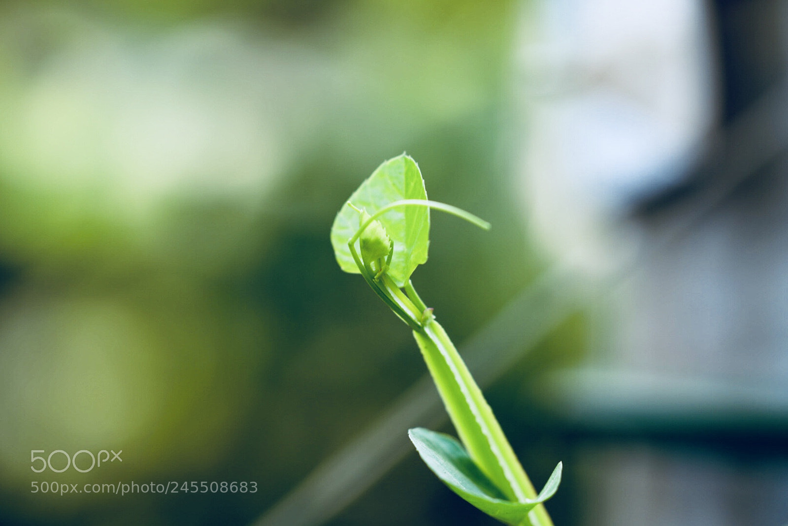 Sony a99 II sample photo. Untitled photography