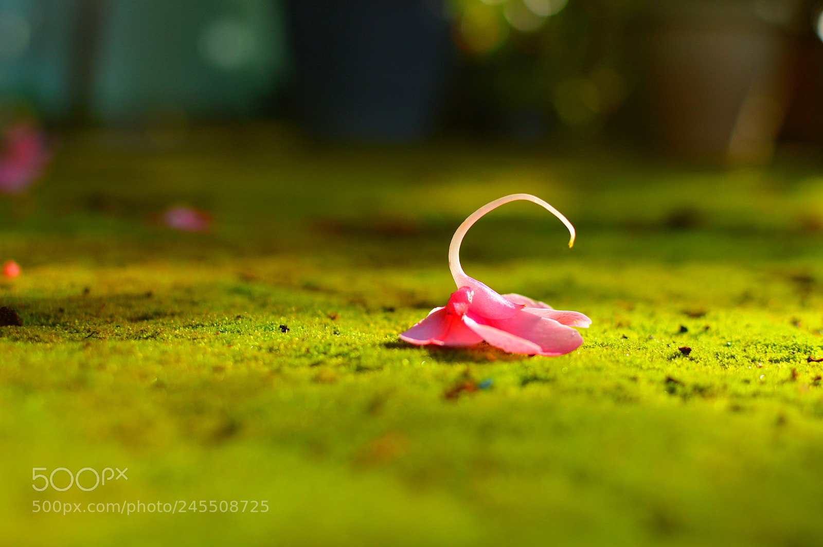Nikon D3200 sample photo. () photography