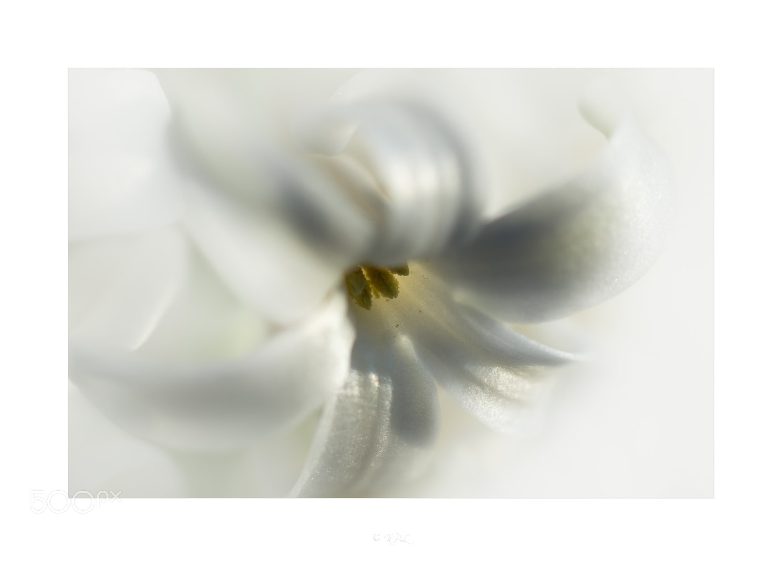 Sony SLT-A77 sample photo. Hyacinth photography