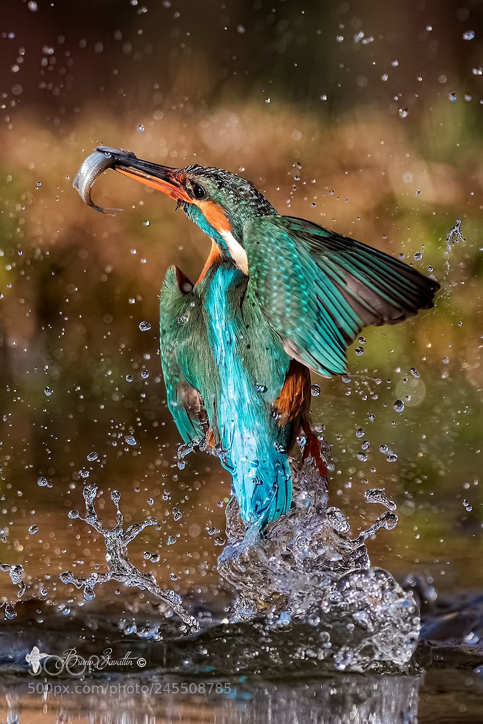 Nikon D500 sample photo. Kingfisher photography