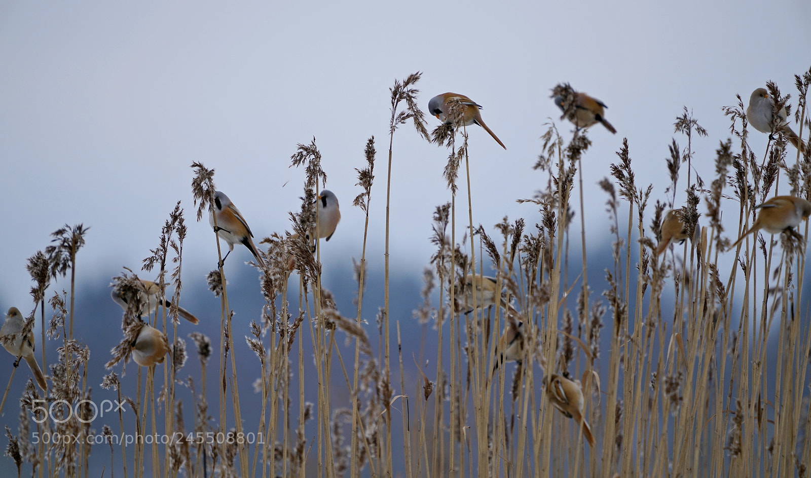 Sony a7R II sample photo. Flock photography