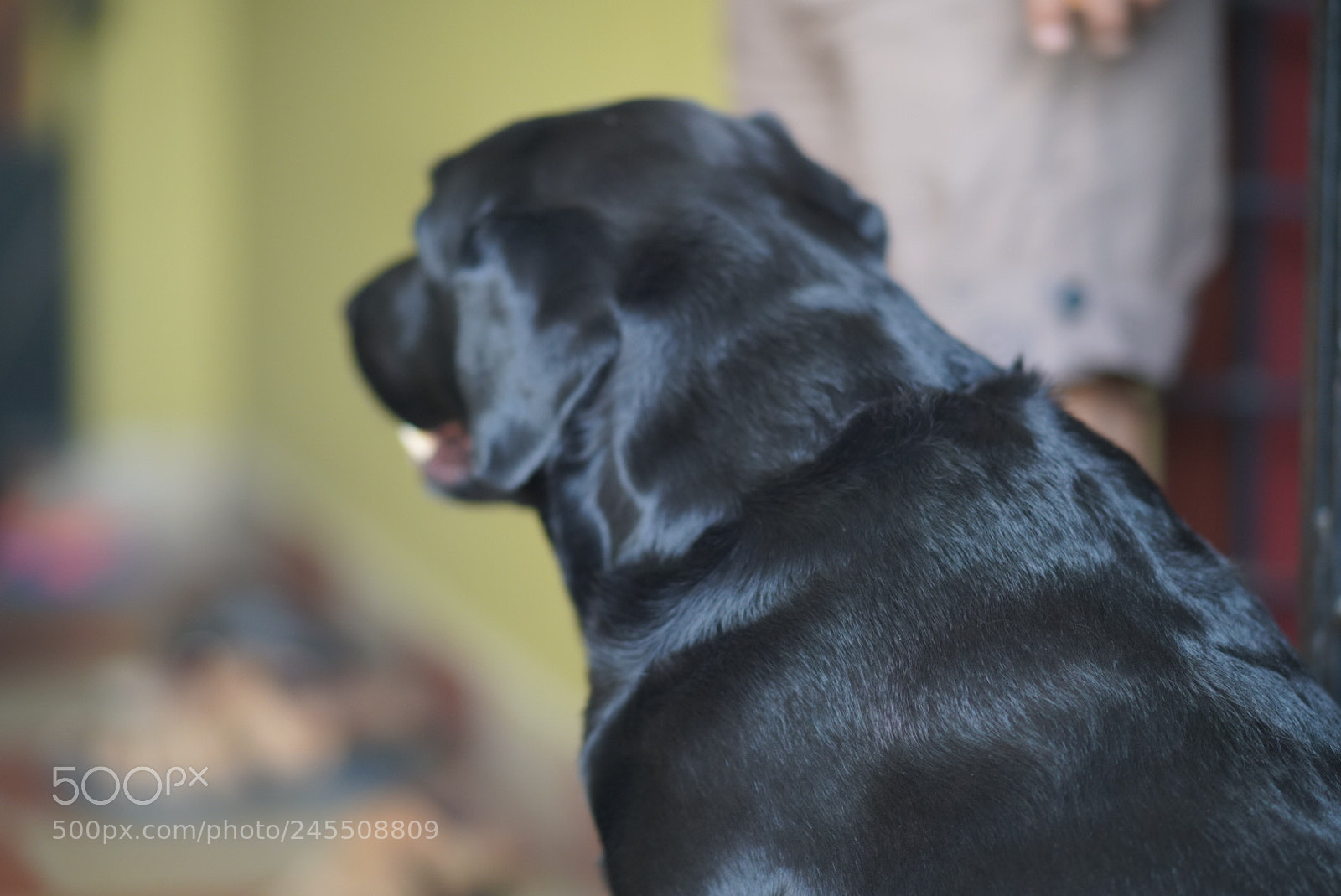 Sony a99 II sample photo. Untitled photography