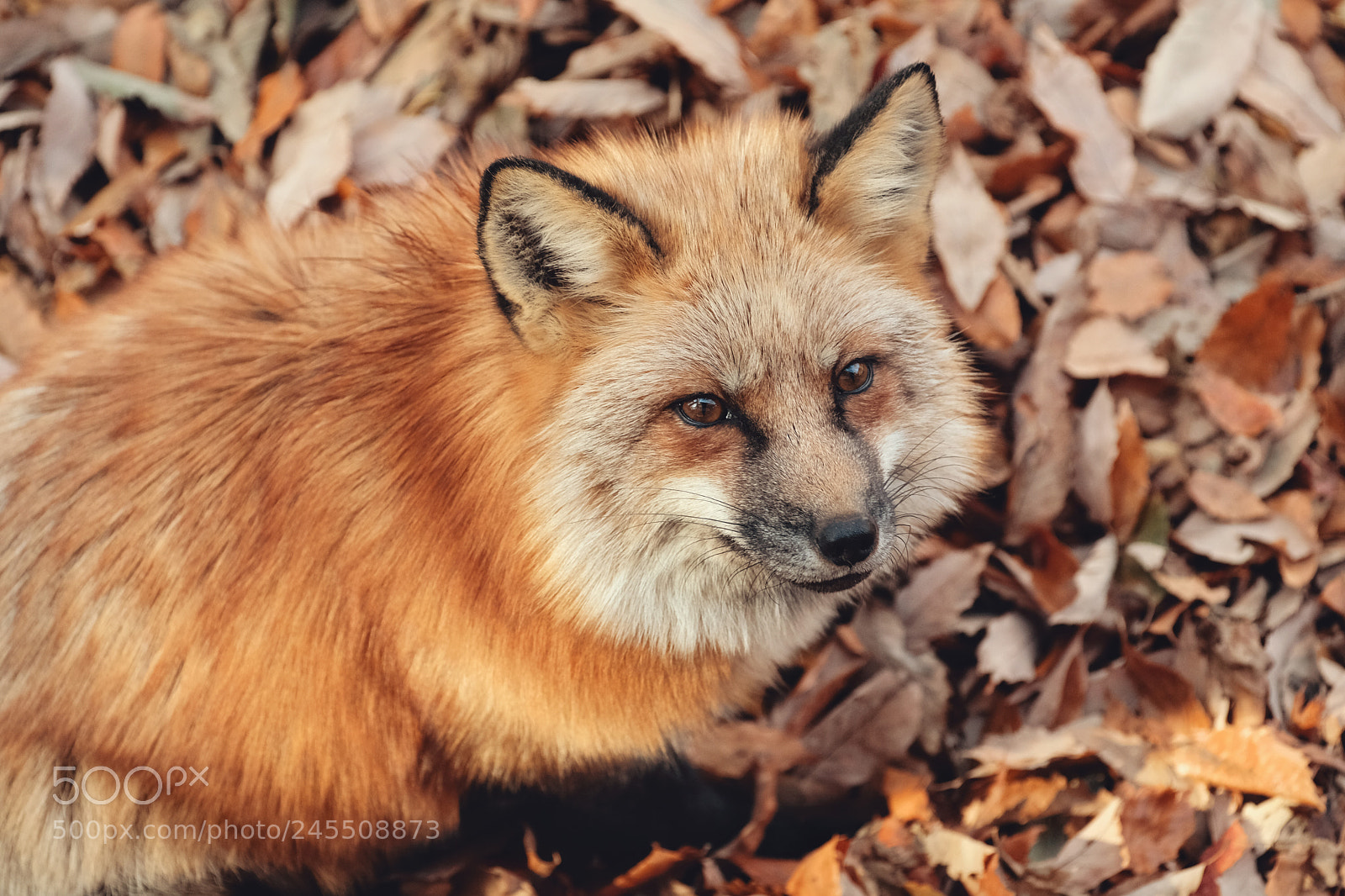 Fujifilm X-Pro2 sample photo. Red fox：北狐 photography