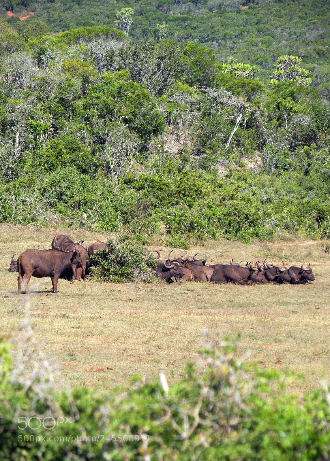 Panasonic Lumix DMC-G5 sample photo. Capetown buffalo in south photography