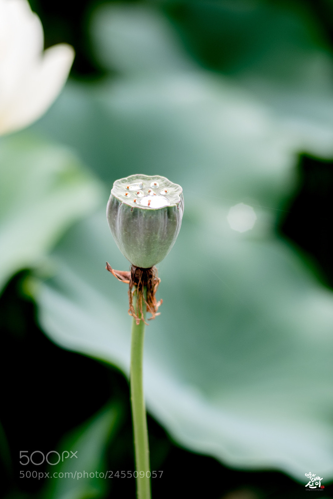 Fujifilm X-T2 sample photo. The petals are falling. photography