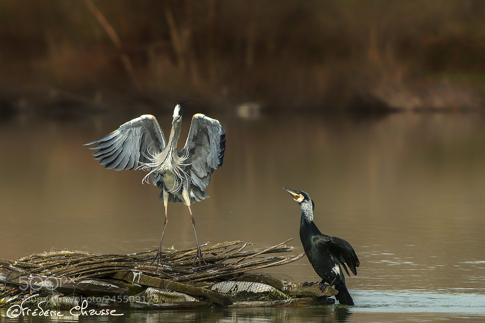 Nikon D800E sample photo. Great cormorant vs grey photography
