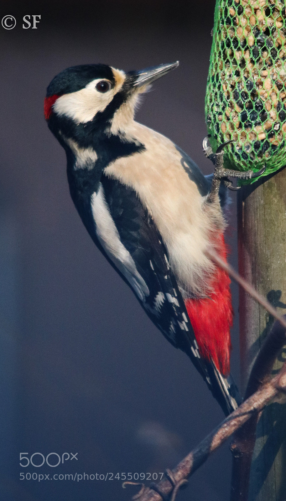 Canon EOS 750D (EOS Rebel T6i / EOS Kiss X8i) sample photo. Closer to "woody" photography
