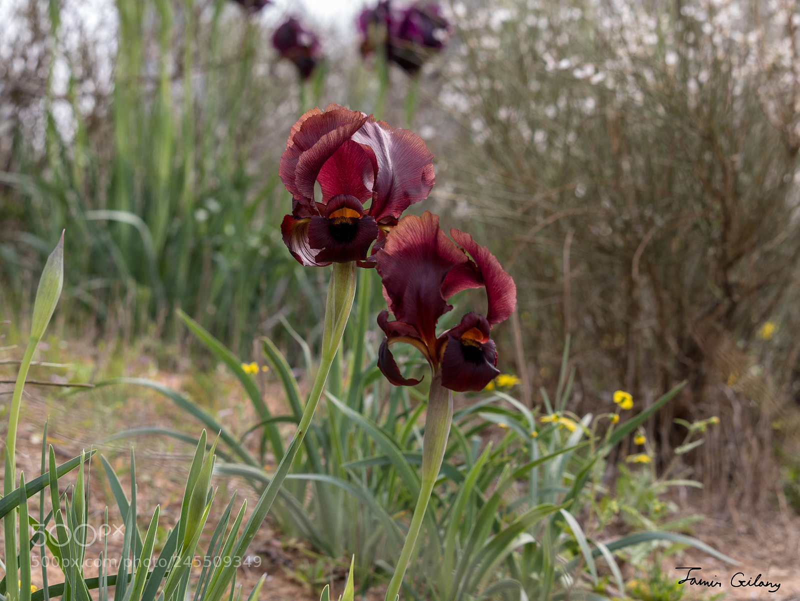 Canon EOS 200D (EOS Rebel SL2 / EOS Kiss X9) sample photo. Rare red iris photography
