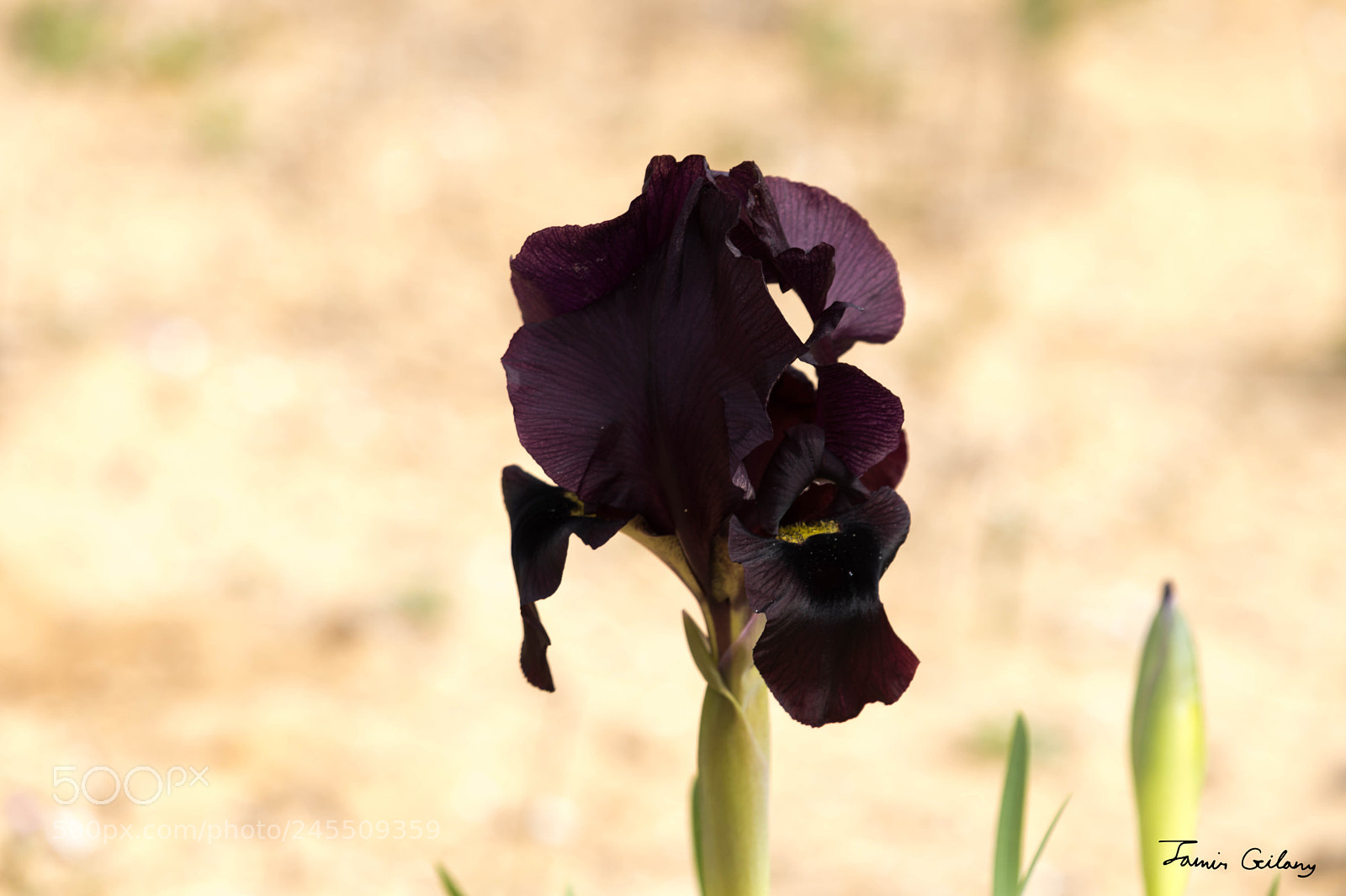 Canon EOS 200D (EOS Rebel SL2 / EOS Kiss X9) sample photo. Rare purple iris photography