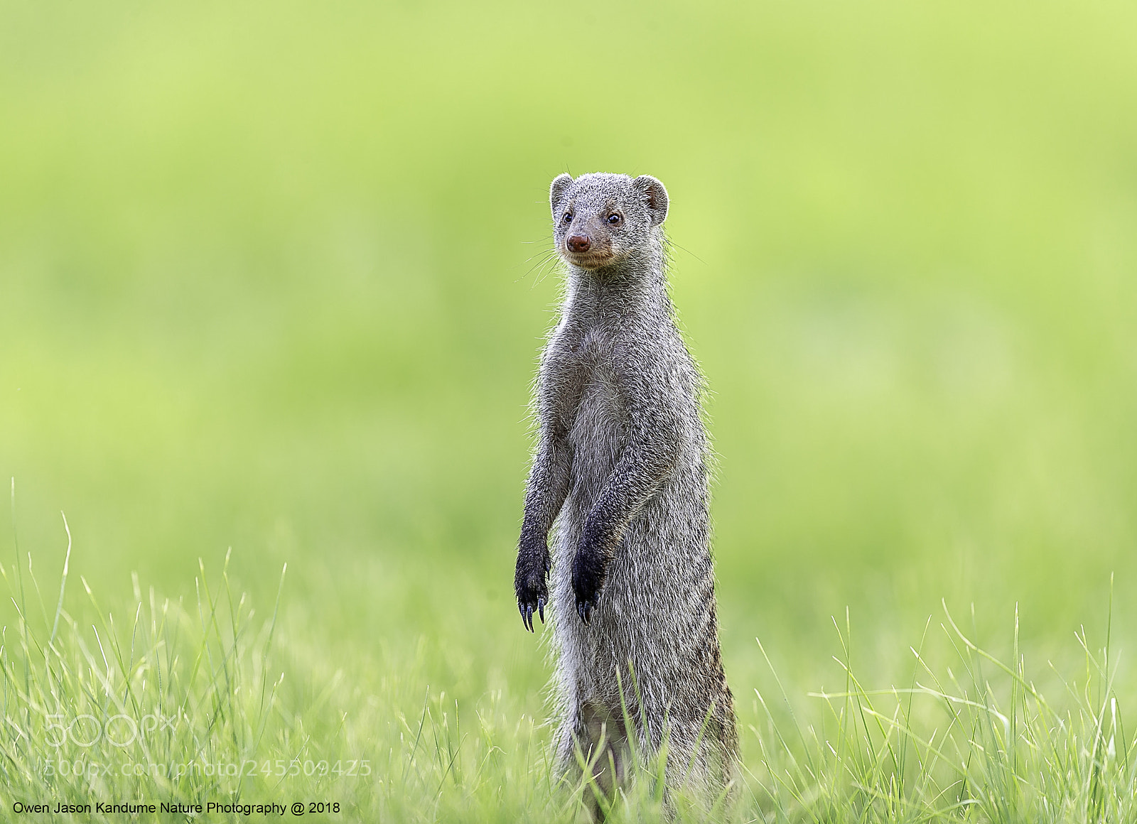 Canon EOS-1D X Mark II sample photo. Branded mongoose photography