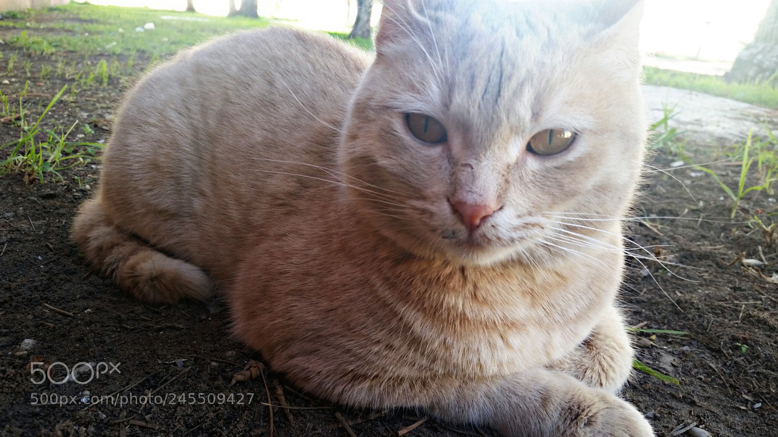 Samsung Galaxy S5 sample photo. Untitled photography