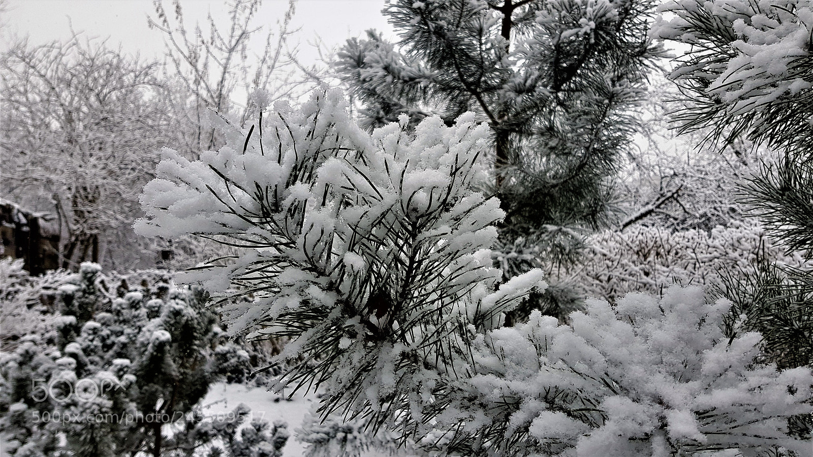Samsung Galaxy S8+ sample photo. Winter. photography