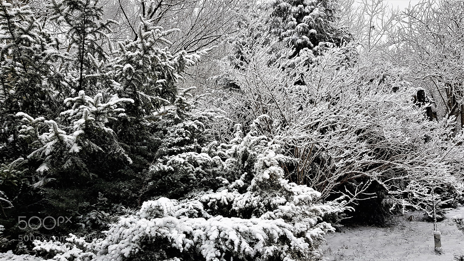 Samsung Galaxy S8+ sample photo. Winter. photography