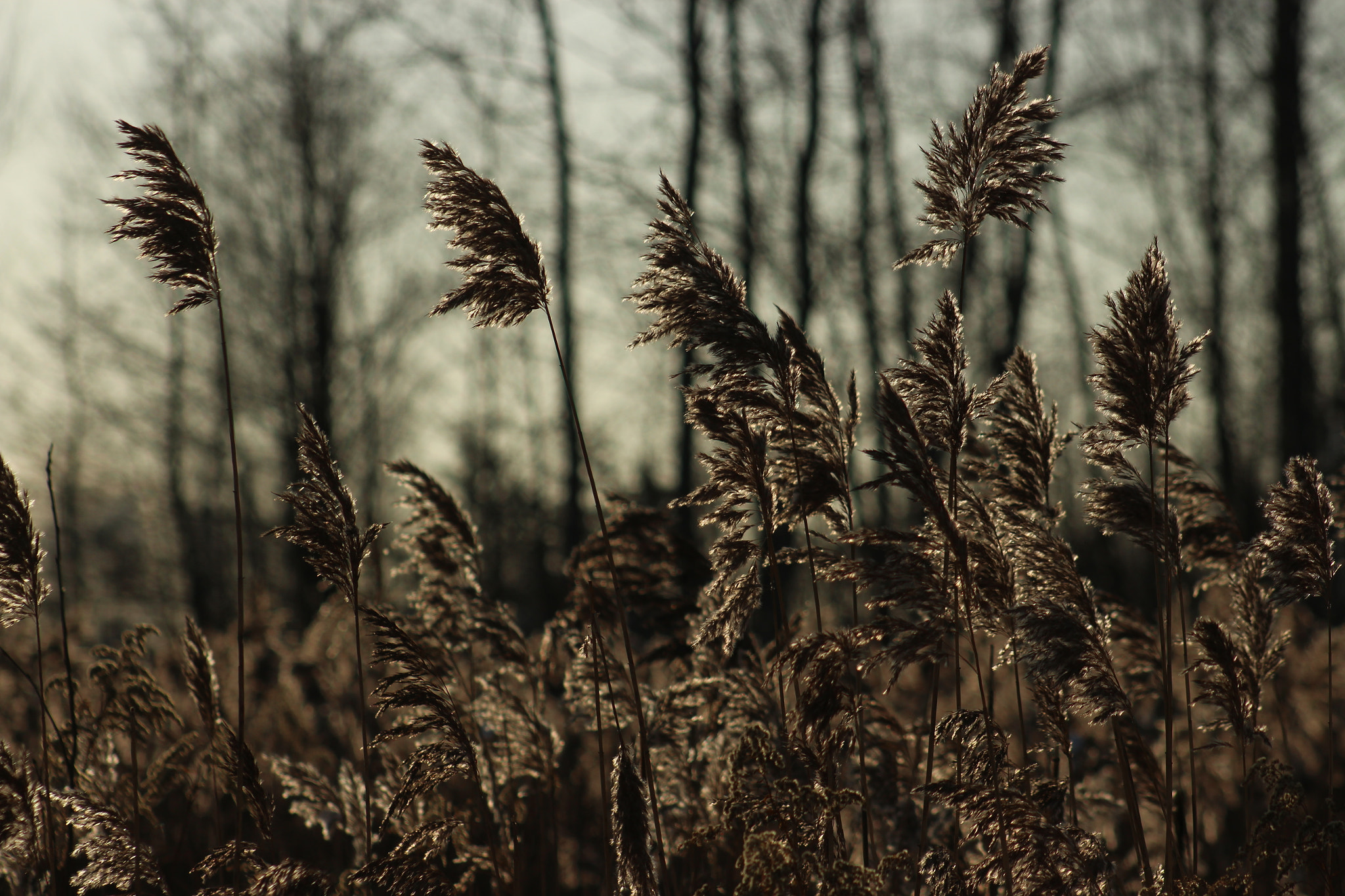 Canon EF 75-300mm f/4-5.6 USM sample photo. On a wind photography