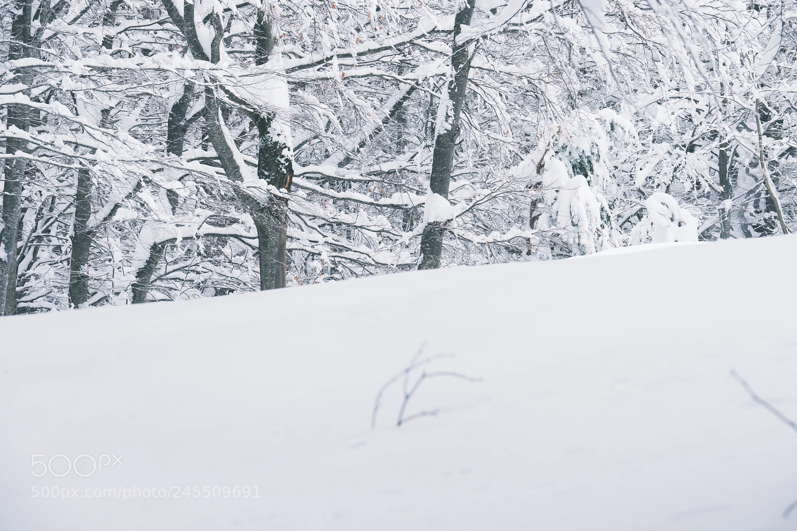 Fujifilm X-T2 sample photo. Winter photography
