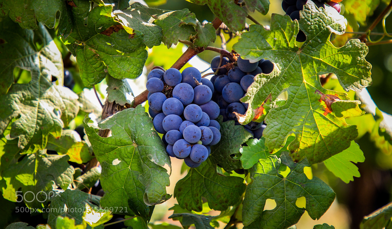 Canon EOS 60D sample photo. Black grapes photography