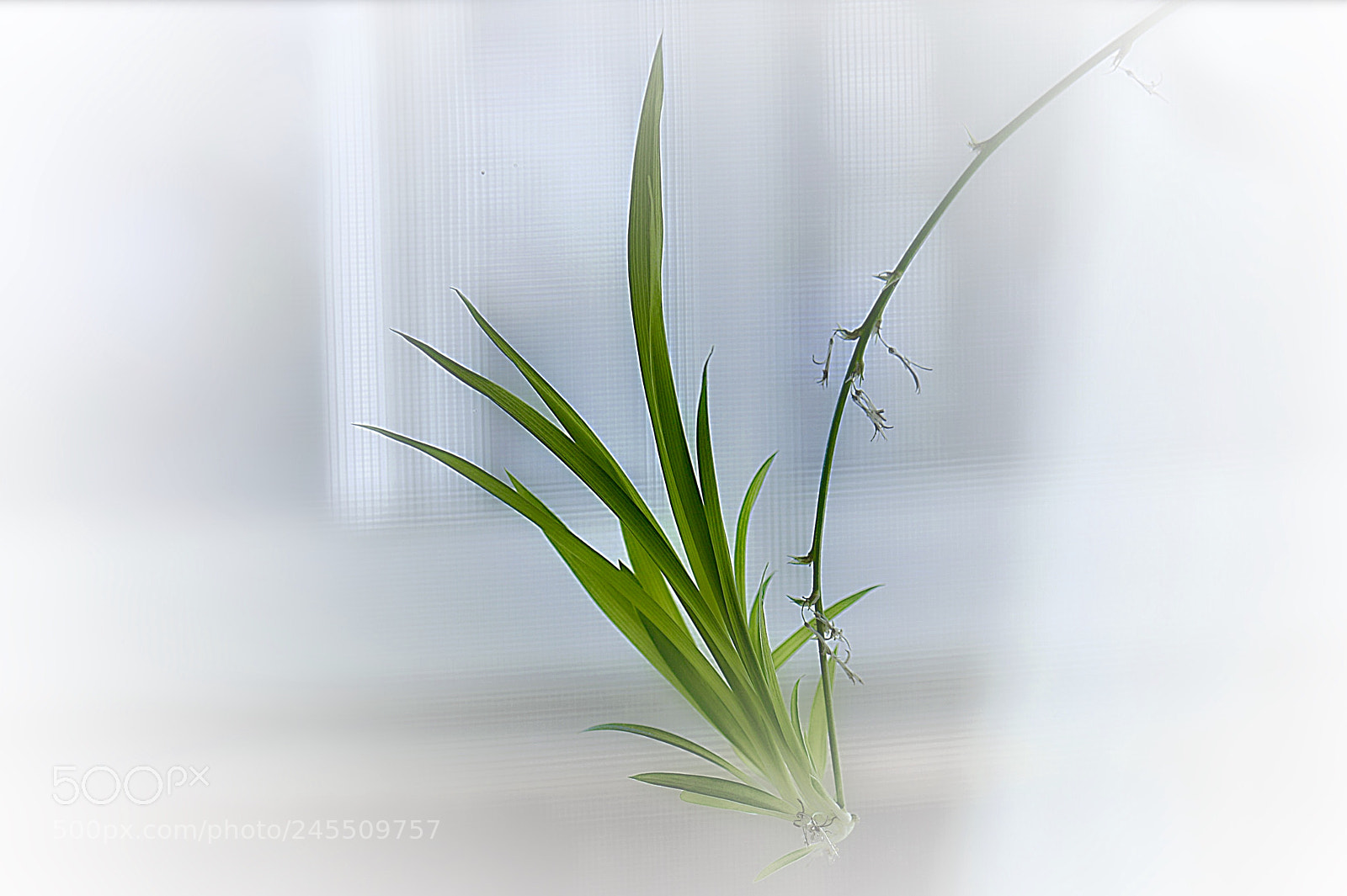 Nikon D800E sample photo. Цветок photography