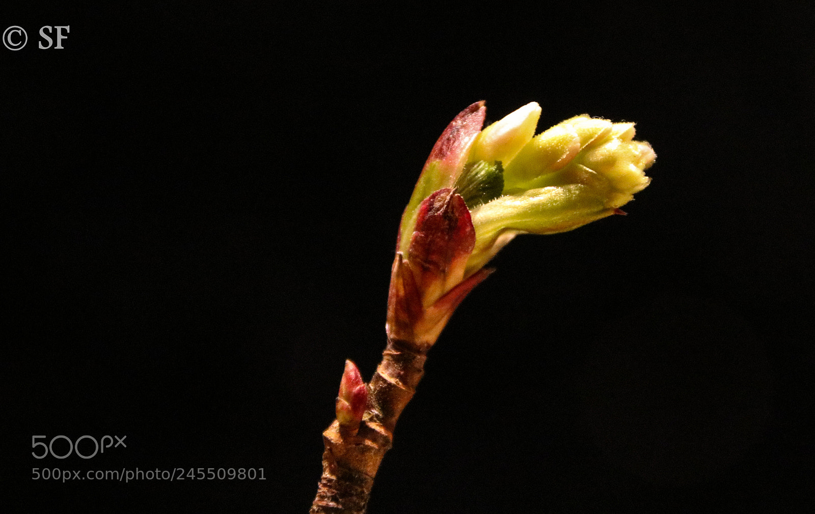 Canon EOS 750D (EOS Rebel T6i / EOS Kiss X8i) sample photo. Blutjohannisbeere-flowering currant photography