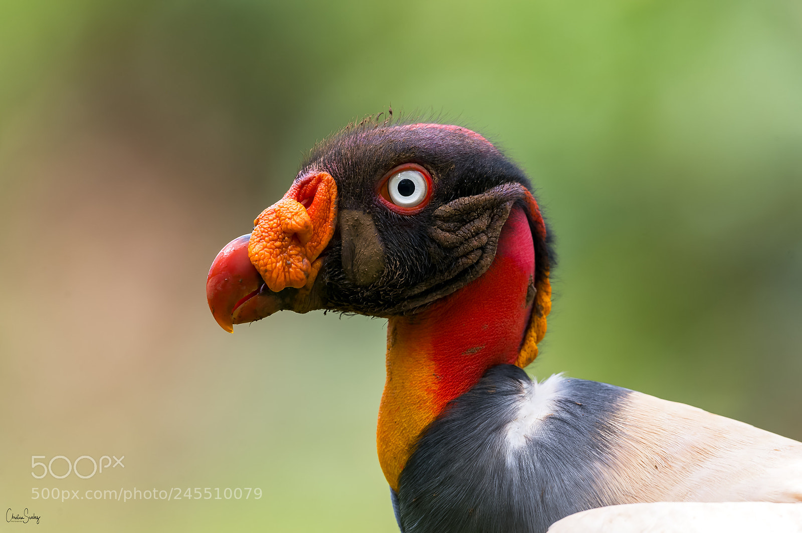 Nikon D4 sample photo. King vulture photography