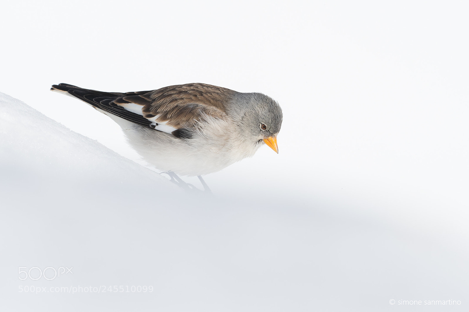 Nikon D500 sample photo. White-winged snowfinch - fringuello photography