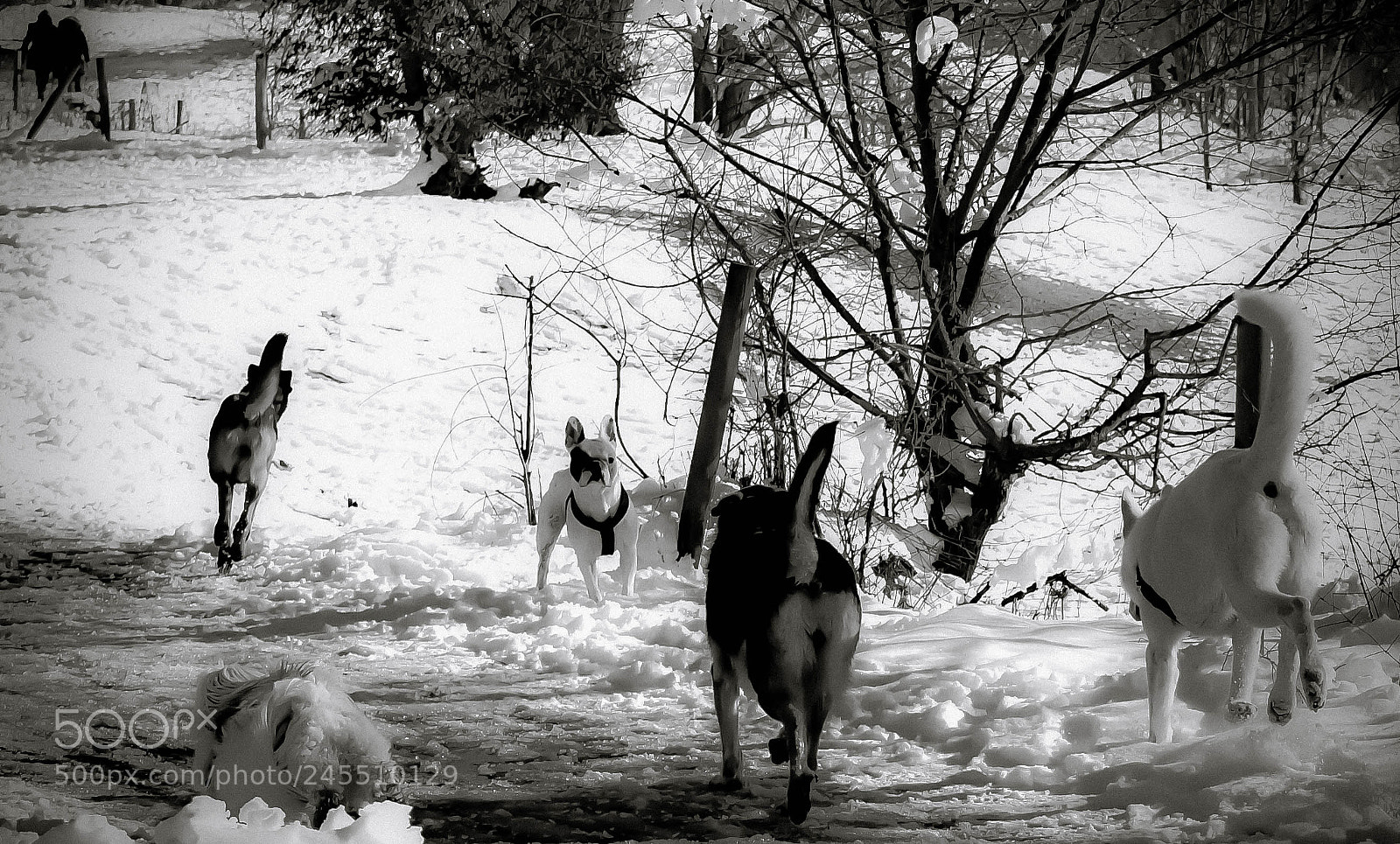 Nikon D7500 sample photo. La meute ... photography