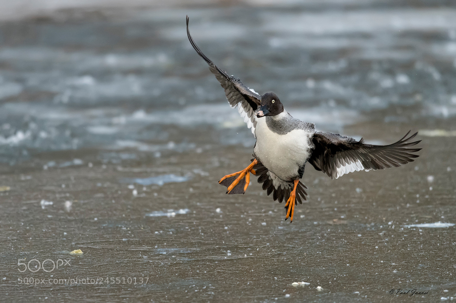 Nikon D850 sample photo. Common goldeneye landing on photography