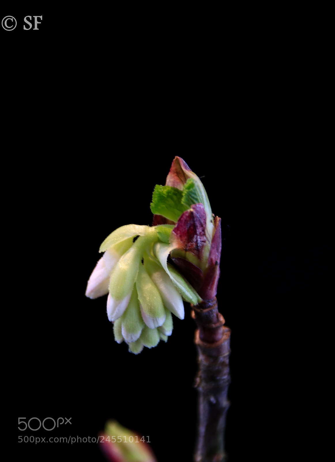 Canon EOS 750D (EOS Rebel T6i / EOS Kiss X8i) sample photo. One step more photography