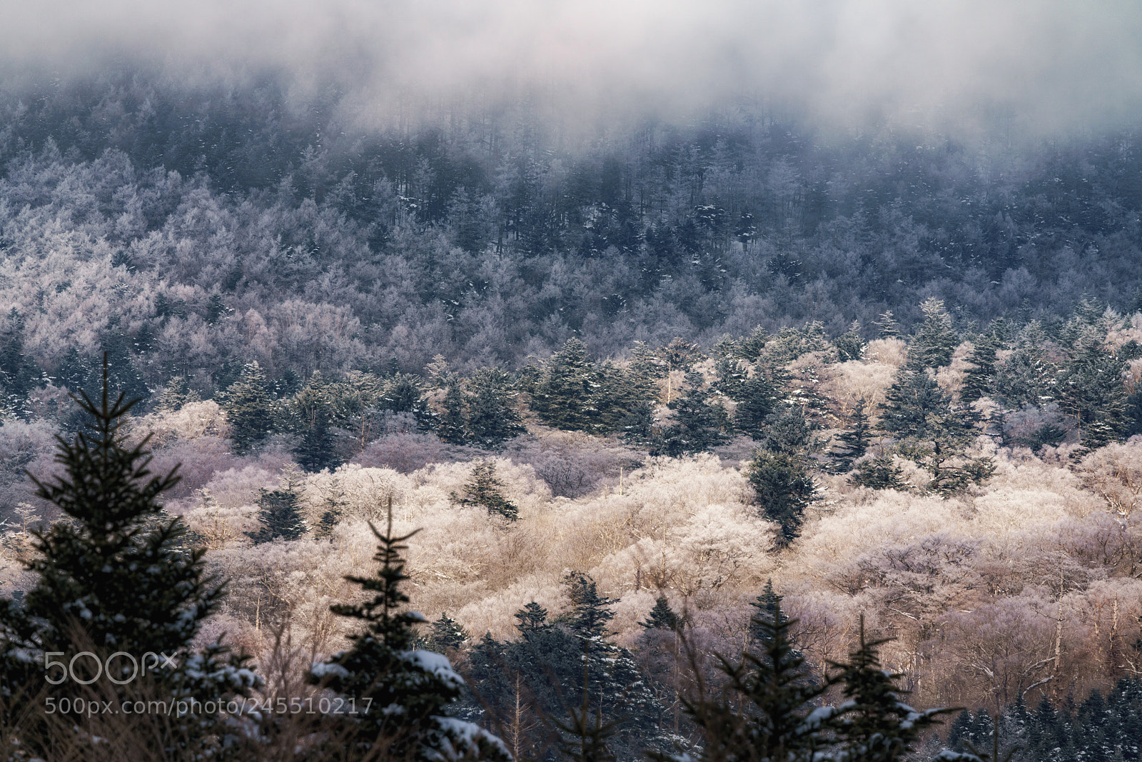 Sony a7R III sample photo. Winter forest photography