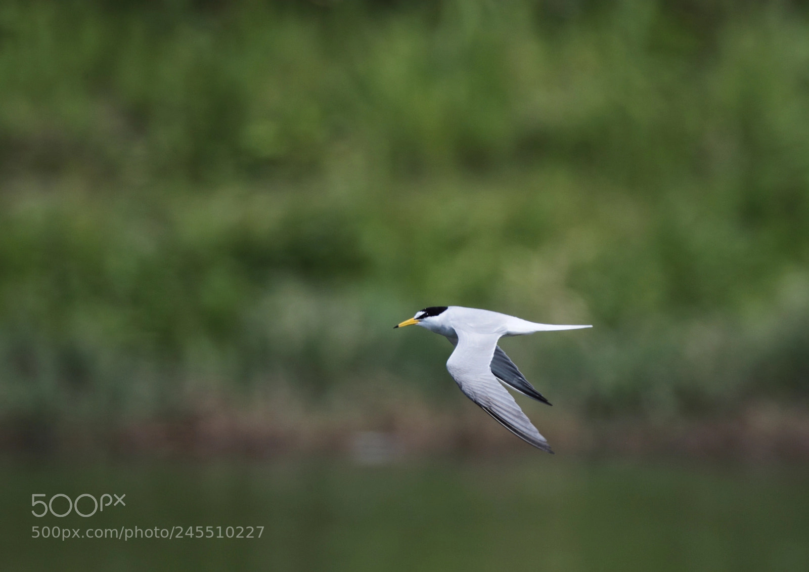 Canon EOS-1D Mark IV sample photo. コアジサシ little tern photography