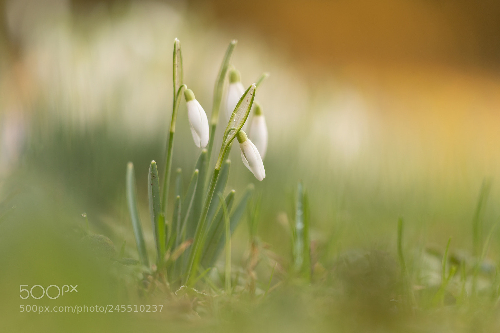 Nikon D500 sample photo. Sign of life photography