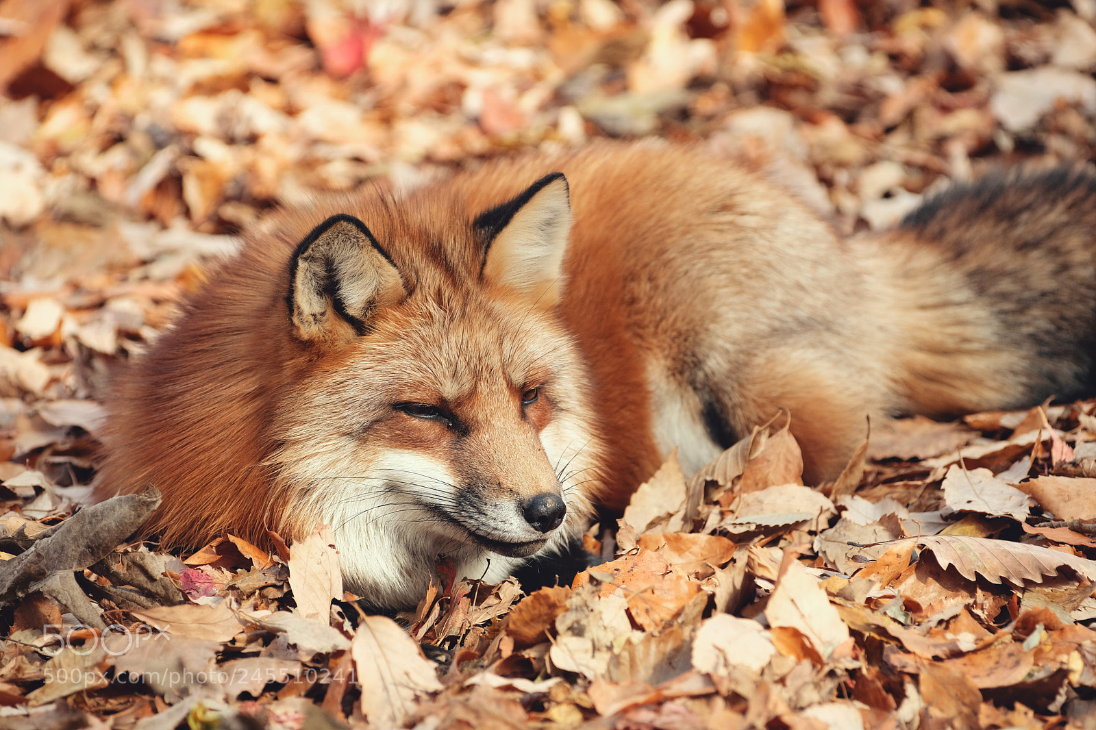 Fujifilm X-Pro2 sample photo. Red fox：北狐 photography