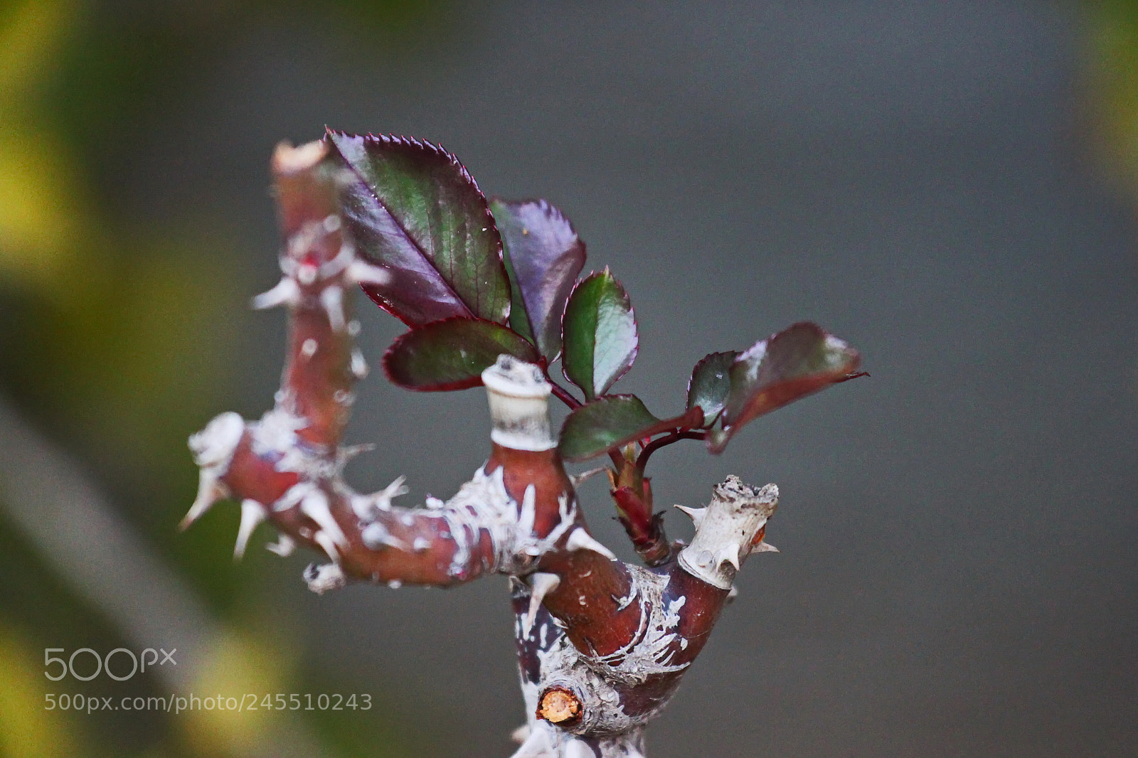 Canon EOS 500D (EOS Rebel T1i / EOS Kiss X3) sample photo. The new with the photography