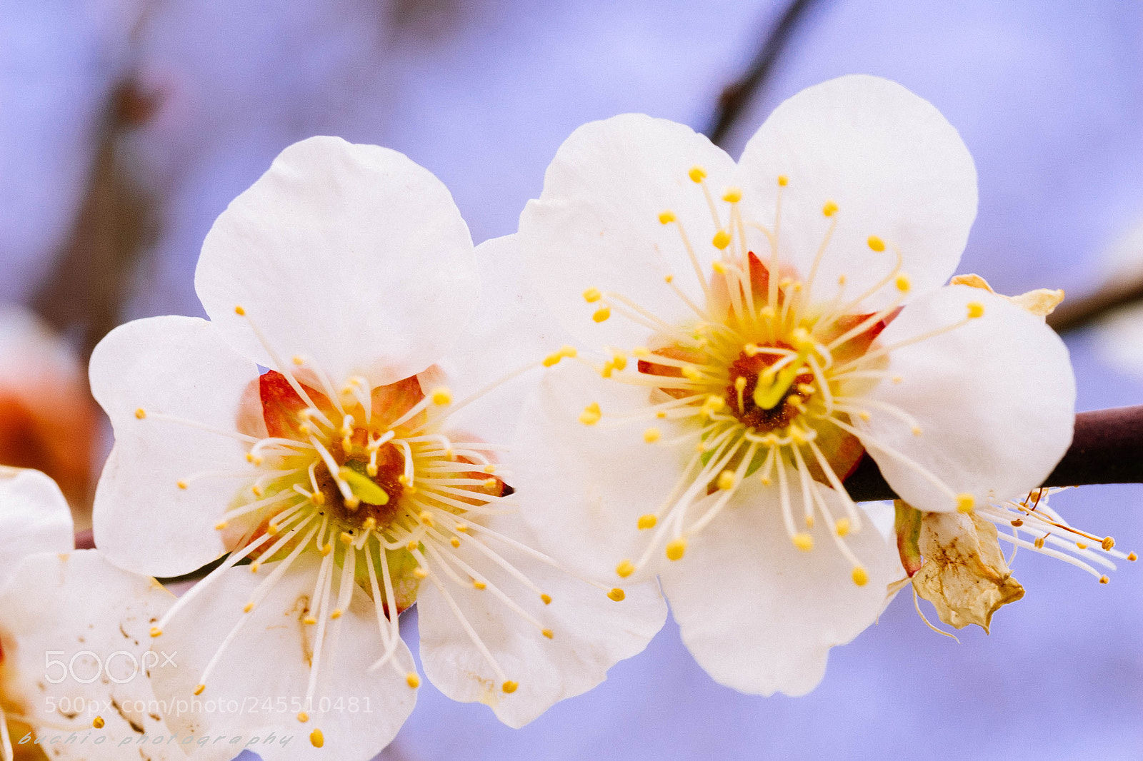 Olympus OM-D E-M1 sample photo. Japanese apricot photography