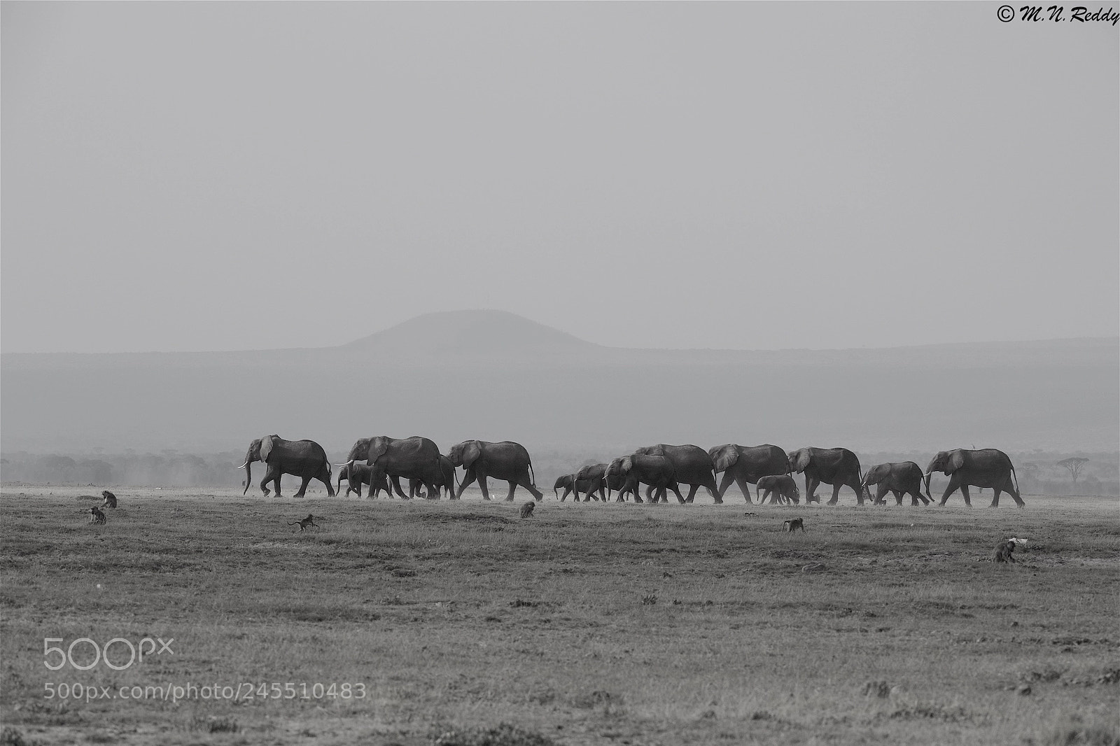 Nikon D5 sample photo. African - elephant herd photography