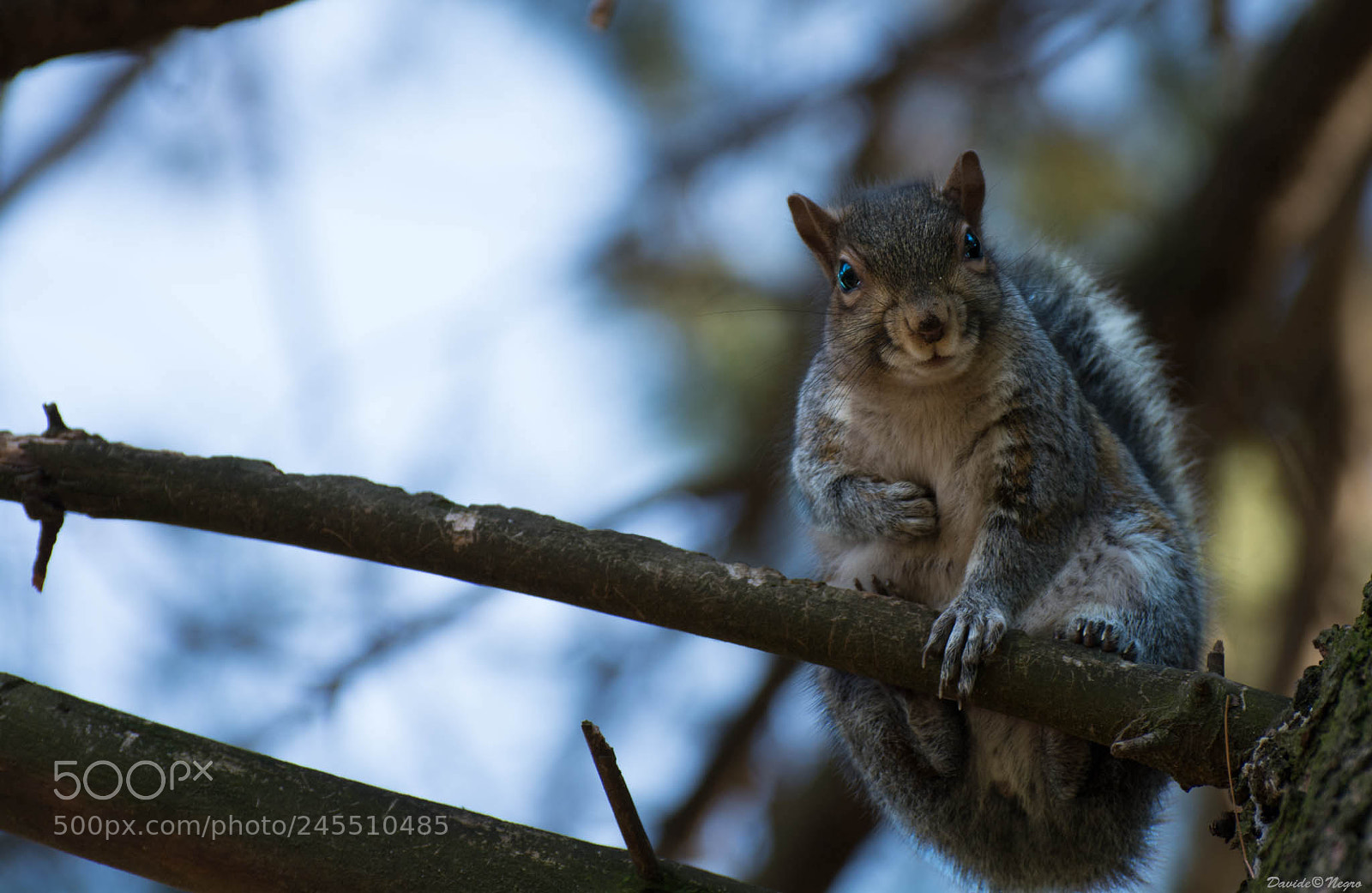 Nikon D7100 sample photo. Squirrel photography