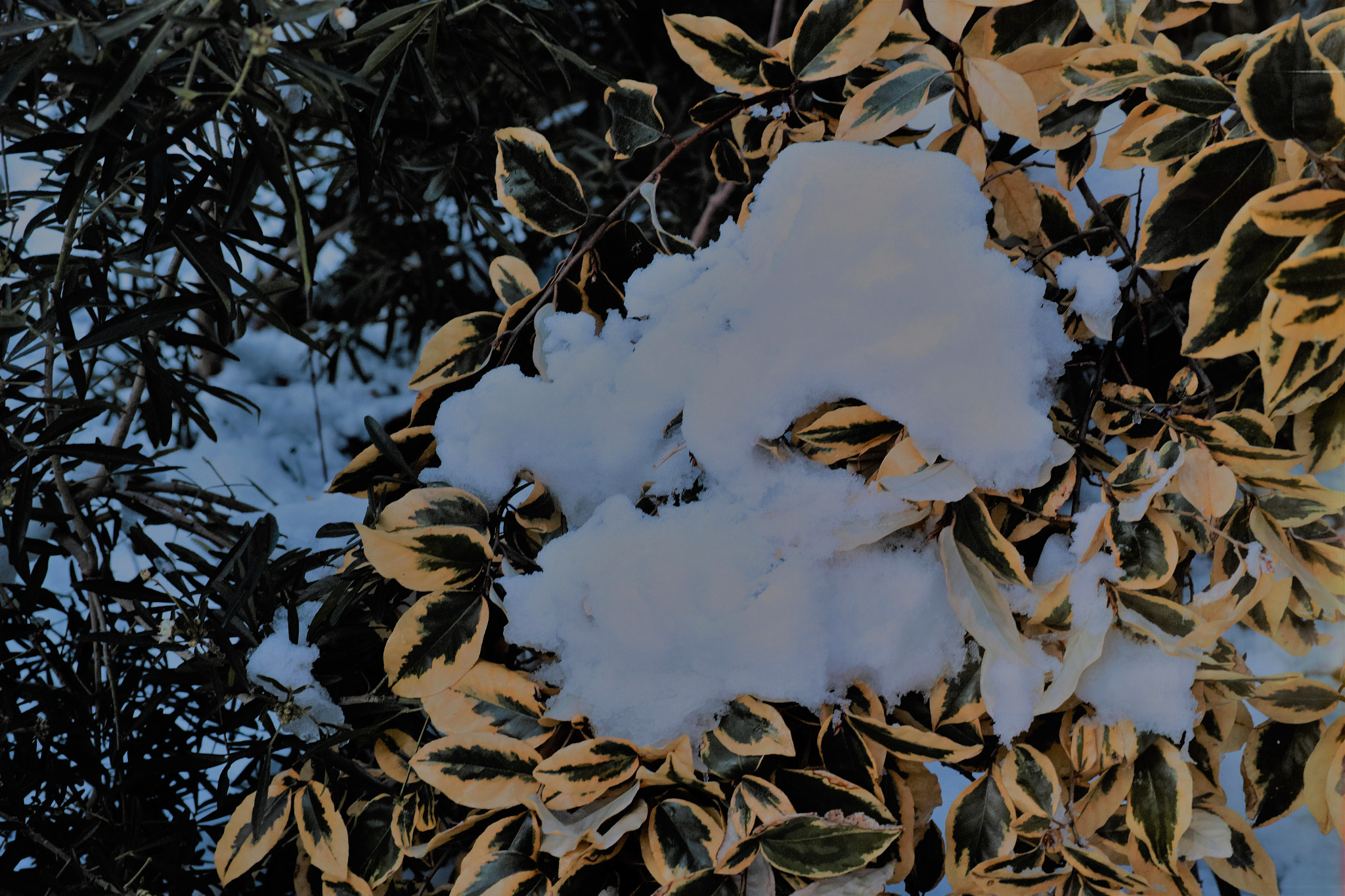 Sigma dp3 Quattro sample photo. Dp3-white and colors photography