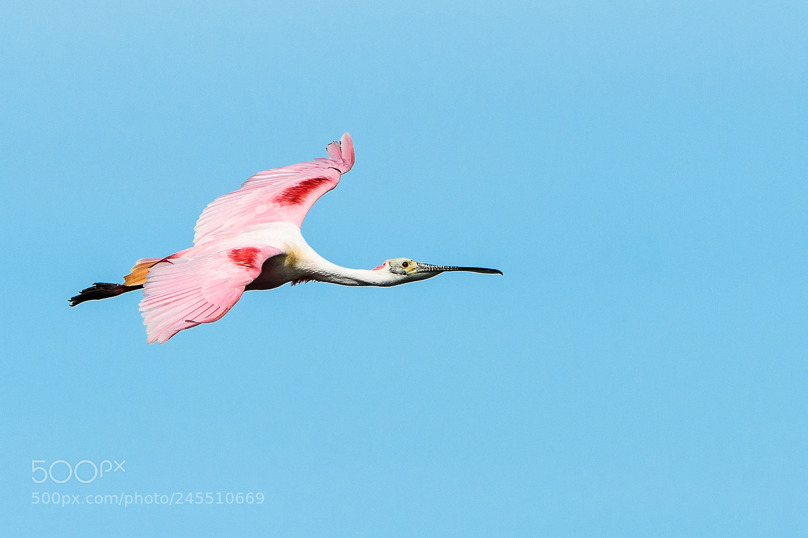 Nikon D500 sample photo. Roseate spoonbill in flight photography